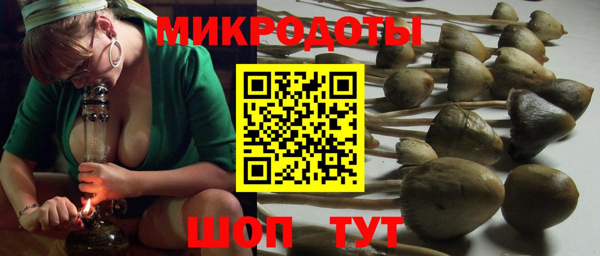 Псилоцибиновые грибы Psilocybe Ачхой-Мартан